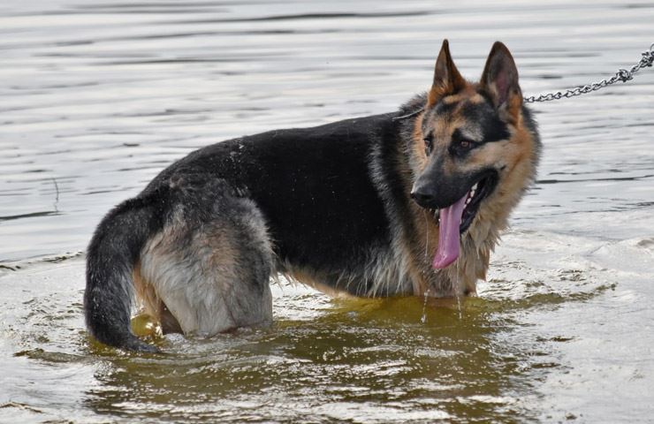 how to keep a dog cool without air conditioning